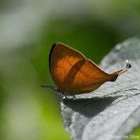 Loxura atymnus Stoll, 1780